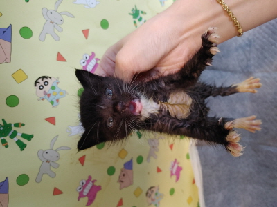 보호중 믹스묘의 가…